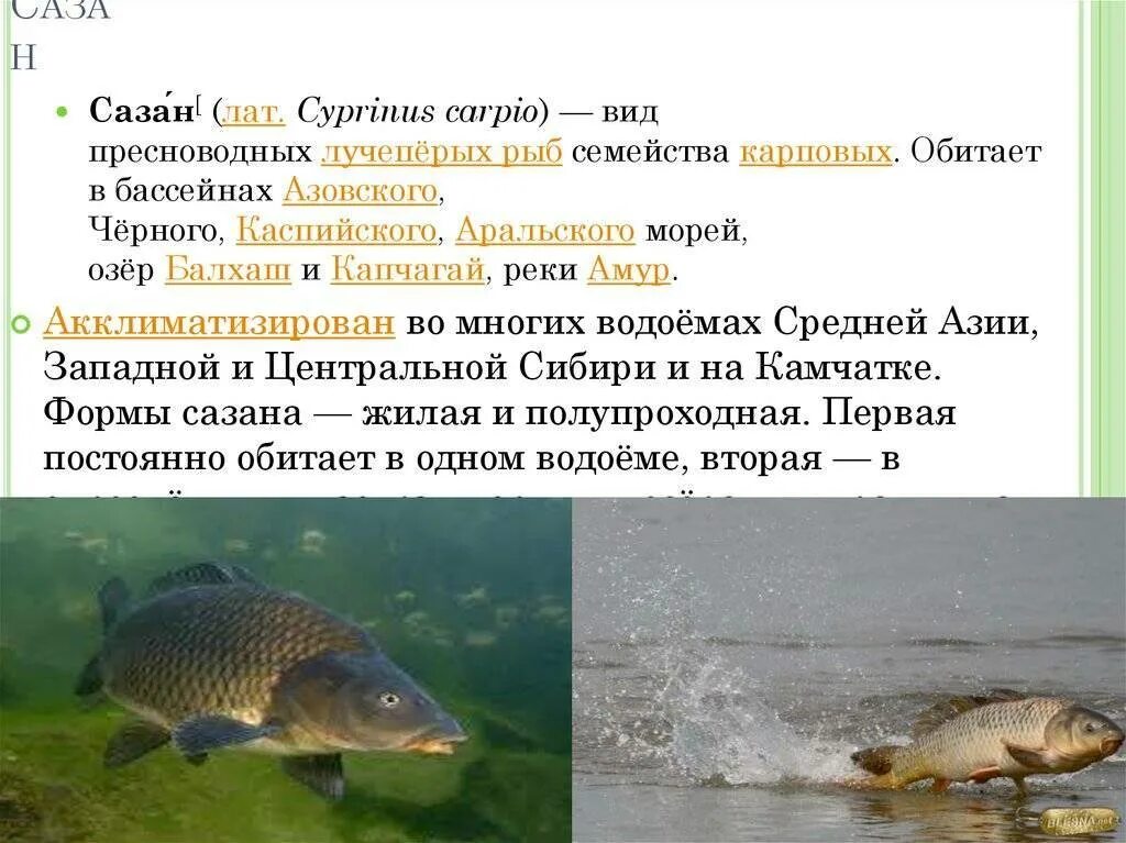 Семейство карповых сазан. Сазан описание. Сообщение о рыбе сазан. Рыба обитающая в кубани. Класс рыбы сазан.