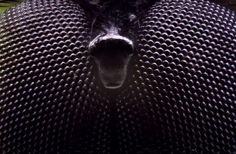 Fly in eye
