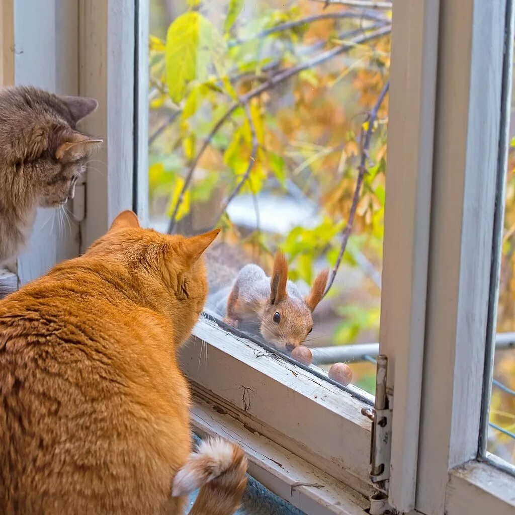 Белковое окно. Кот на окне осень. Кошки на окошке. Котики окно осень. Рыжий котик на подоконнике.