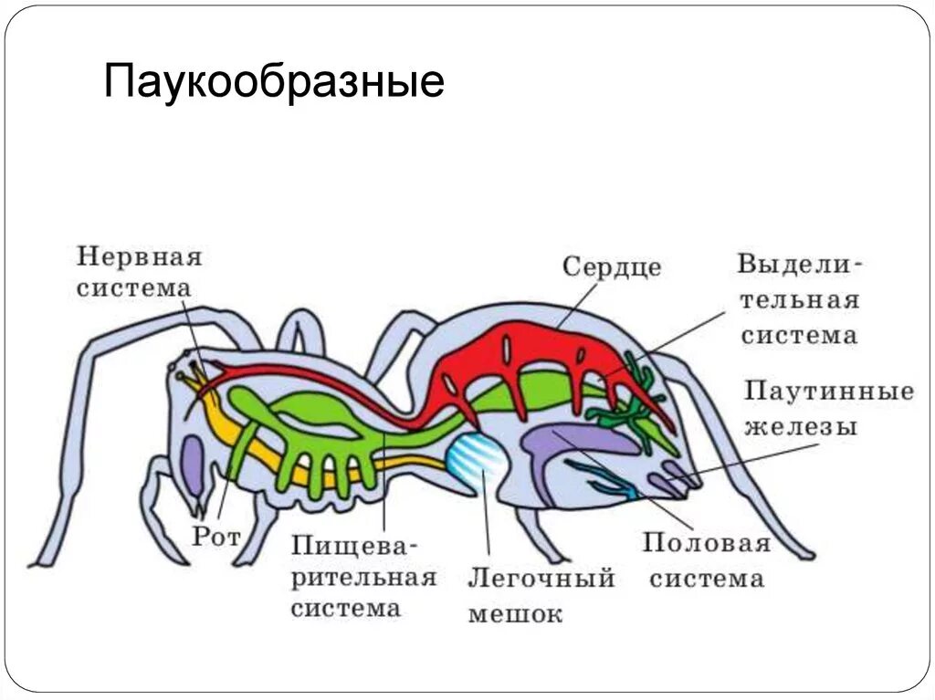 Класс паукообразные отряды. Дыхательная система паука крестовика. Строение выделительной системы паука. Дыхательная система паукообразных 7 класс. Нервная система паукообразных 7 класс биология.