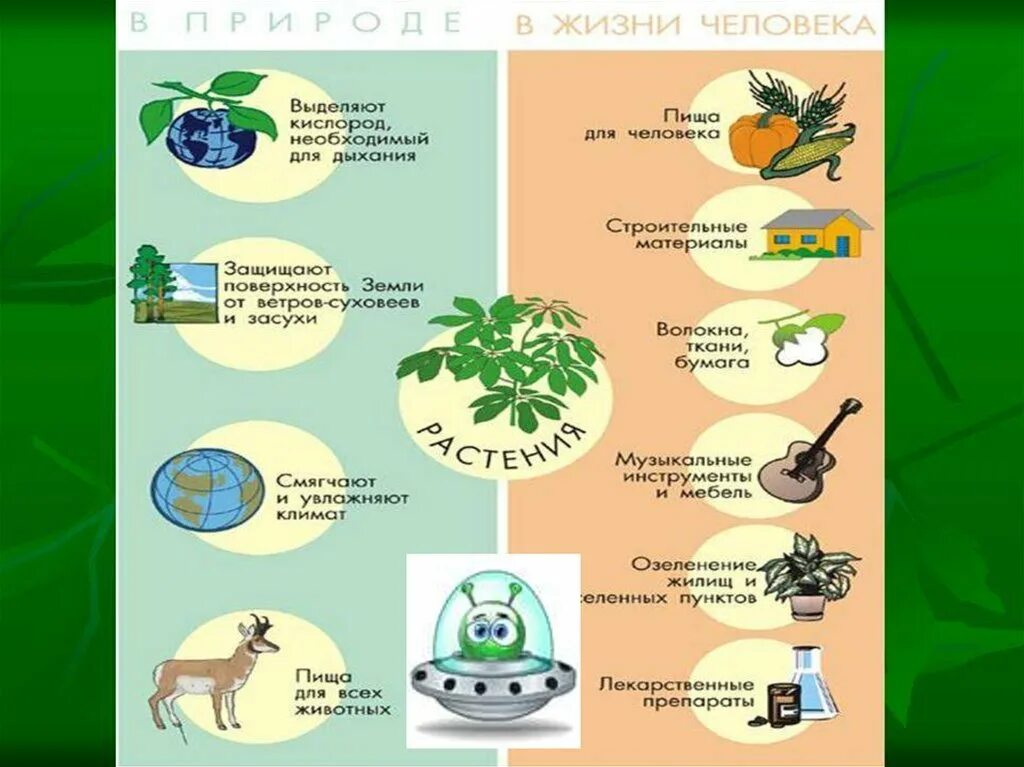 Практическое использование растений. Роль растений в природе и жизни человека 5 класс. роль растений в природе и жизни человека 5 класс биология. роль растений в жизни человека. поль растений в природе и жизни человека.