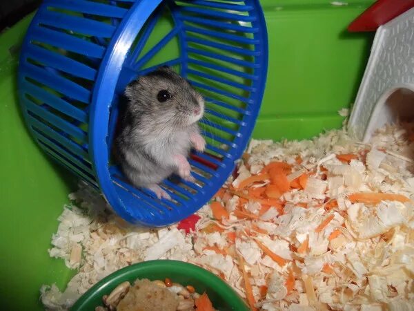 Джунгарский хомячок хомяки. Джунгарский хомяк питание. Почему пищит хомяк джунгарик. Джунгарский хомяк фото. Джунгарские хомячки ареал.