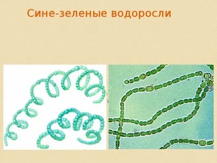 Когда появились сине зеленые водоросли