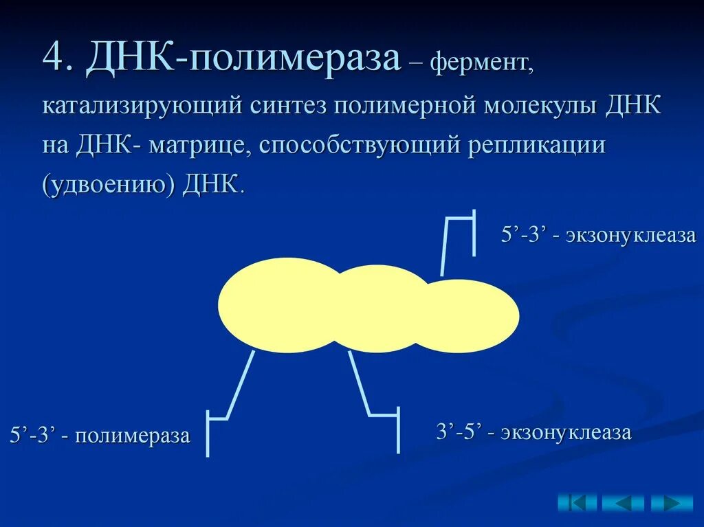 Осуществляется ферментом днк полимеразой. ДНК полимераза. Фермент полимераза. ДНК полимераза катализирует. Реакция катализируемая ДНК полимеразой.