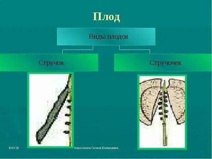 Плод стручок или стручочек какое семейство