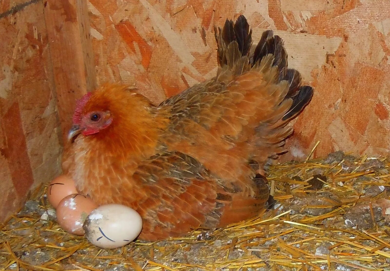 что такое квочка. что такое квочка. курица с яйцами. куры орпингтон цыплята. курица наседка квочка.