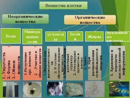 Сообщение о неорганических и органических веществах клетки