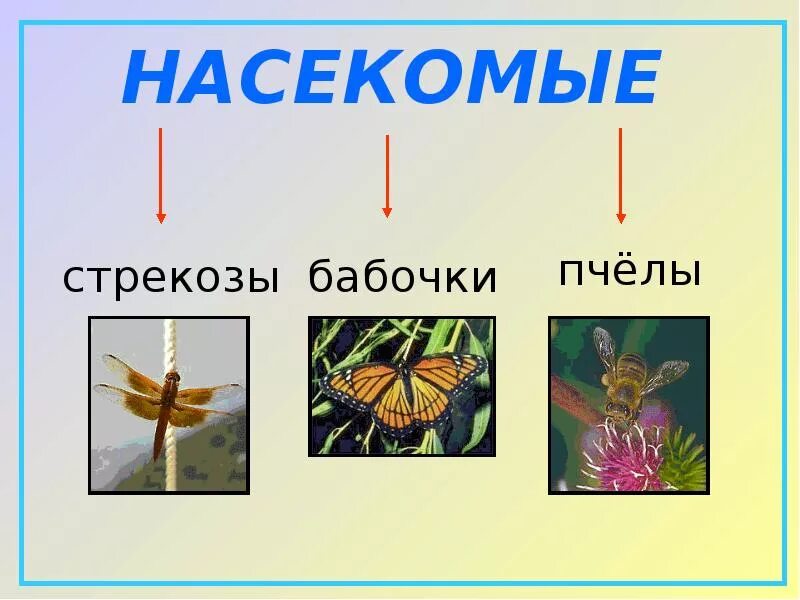 3 класс окружающий разнообразие животных урок. Разнообразие животных 3 класс окружающий мир. Разнообразие насекомых 3 класс. Разнообразие животных Плешаков. Насекомые бабочки Стрекозы.