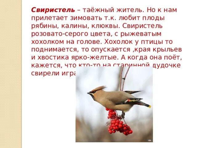 Слово свиристел. Птичка с хохолком на голове зимой. Птица с хохолком в январе. Серые птички с хохолком на голове зимой. Птицы с хохолком которые прилетают весной.