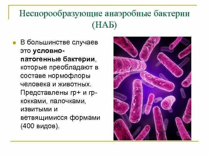 Неспорогенные анаэробы. Анаэробы неспорообразующие бактерии. Неспорообразующие анаэробы возбудители. Неклостридиальная анаэробная инфекция возбудители. Аэробные органы