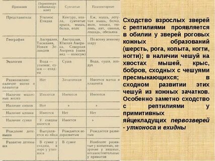 Название отряда представители особенности строения млекопитающих