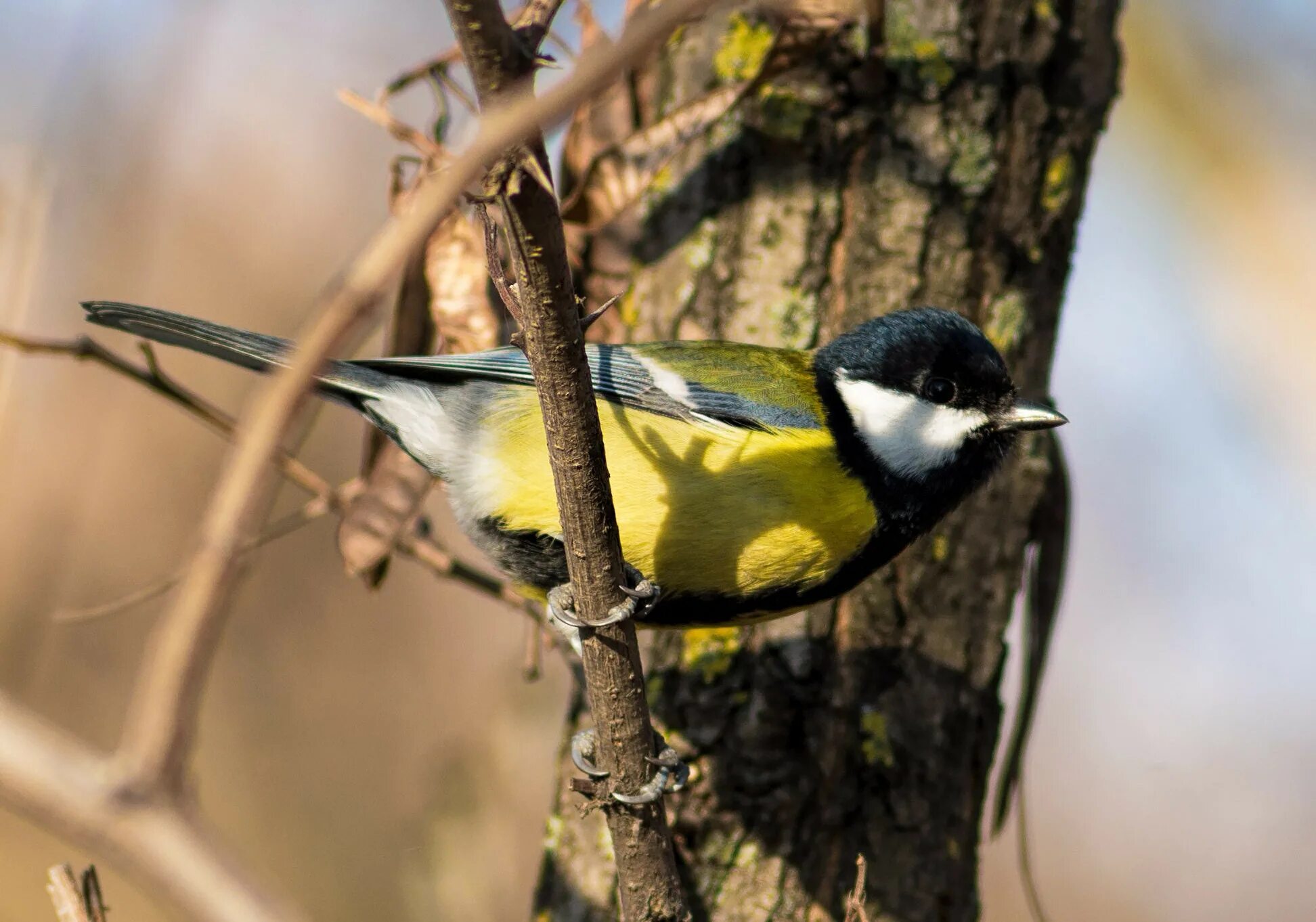 Большая синица. Синица красивая. Parus, синицы. Большая синица фото.