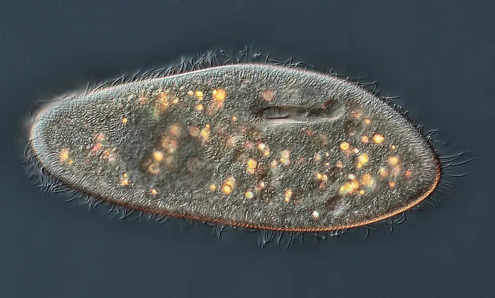 Морские инфузории. Инфузории Paramecium. Инфузория туфелька Paramecium caudatum. Реснички инфузории туфельки. Инфузория туфелька реснитчатая.