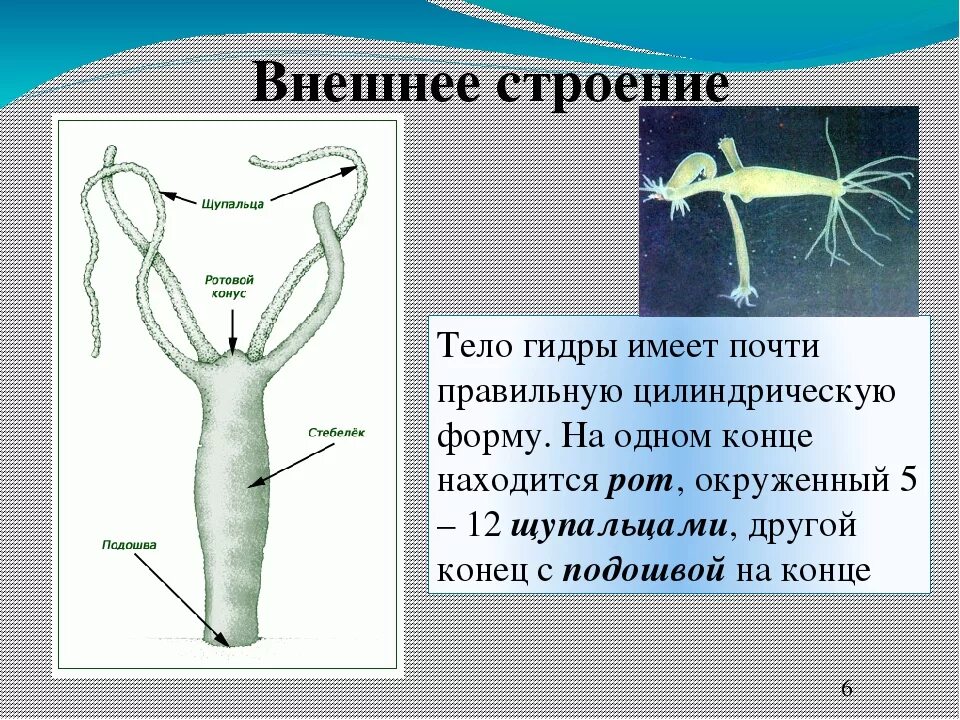 Схема внутреннего строения гидры. Строение гидры кишечнополостные. внутреннее строение гидры пресноводной. гидра пресноводная строение и функции. пресноводная гидра внешнее и внутреннее строение.