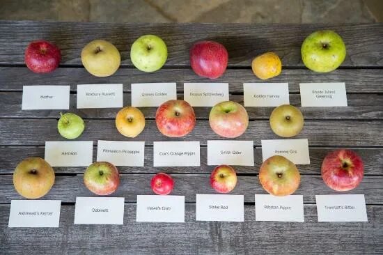 Сорта яблок в картинках с названиями. Сорты яблок. Оранжевые яблоки сорт. Сорта яблок таблица. Влияет ли сорт яблок на скорость засушивания