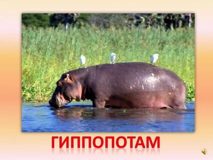 Интересные факты о мире животных