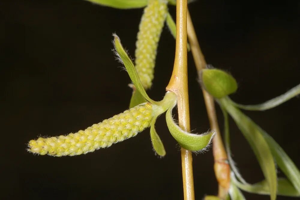 Salix Alba. Ива белая (Salix Alba). Ива белая — Salix Alba семена. Salix repens nitida. Что является частью мужского растения ивы