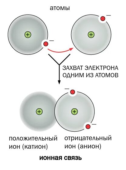 Как заряжен электрон положительно или отрицательно. Атом отрицательный ион положительный ион. нейтральный атом положительный ион отрицательный ион. электронов в положительном ионе. положительные ионы и отрицательные ионы.
