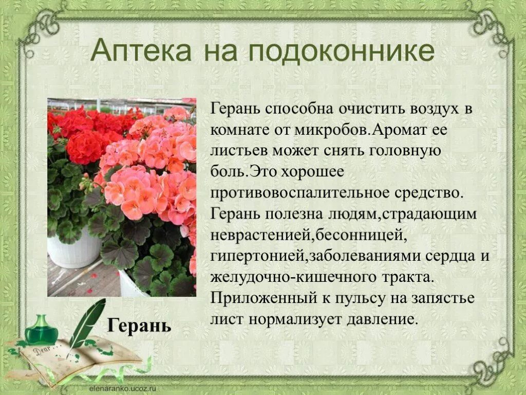 Герань 2 и 3. Комнатные цветы презентация. Коменатныерасстенияпрезентация. Проект комнатные растения. Доклад о домашних растениях.