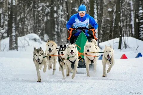 Езда на собаках