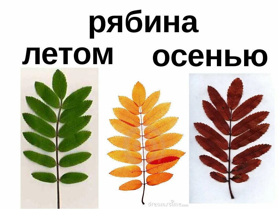 Чествование работников лесного хозяйства "Лесных дел мастера" 2023, Татышлинский