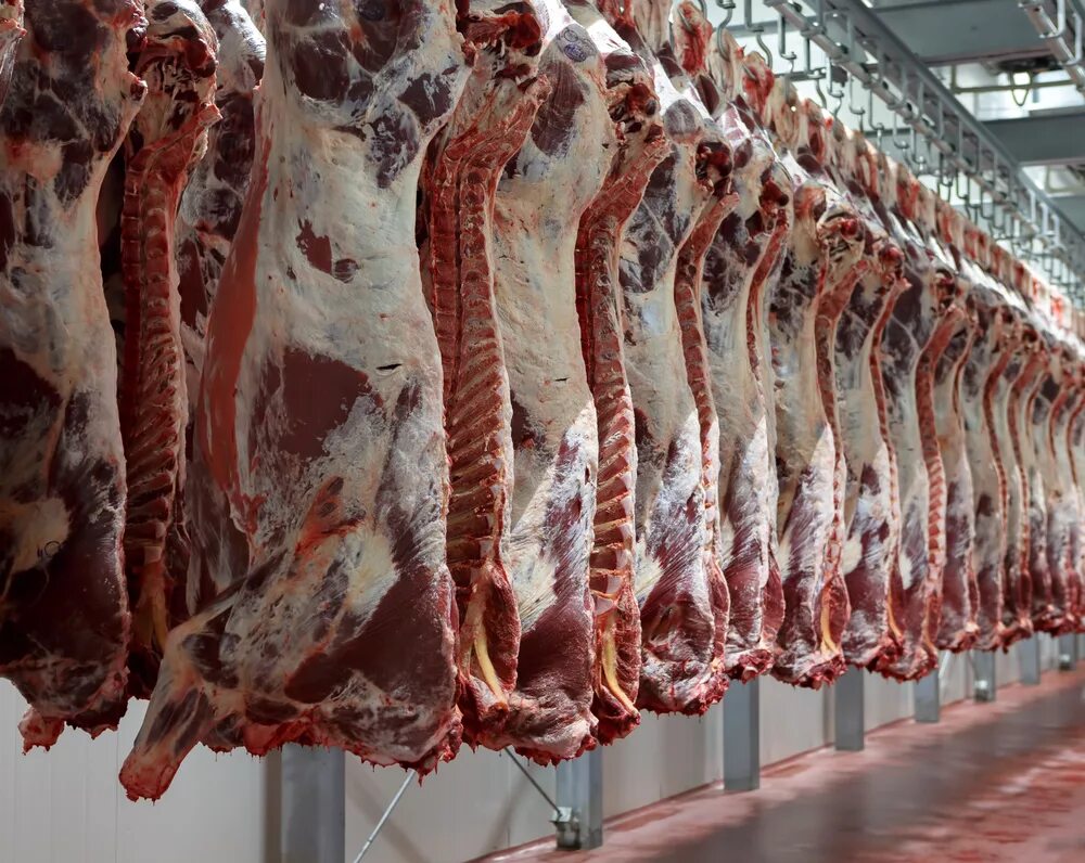 Современные технологии мясо. Мясо говядина. Мясо крупного рогатого скота. Мясо крупного рогатого скота (говядины.