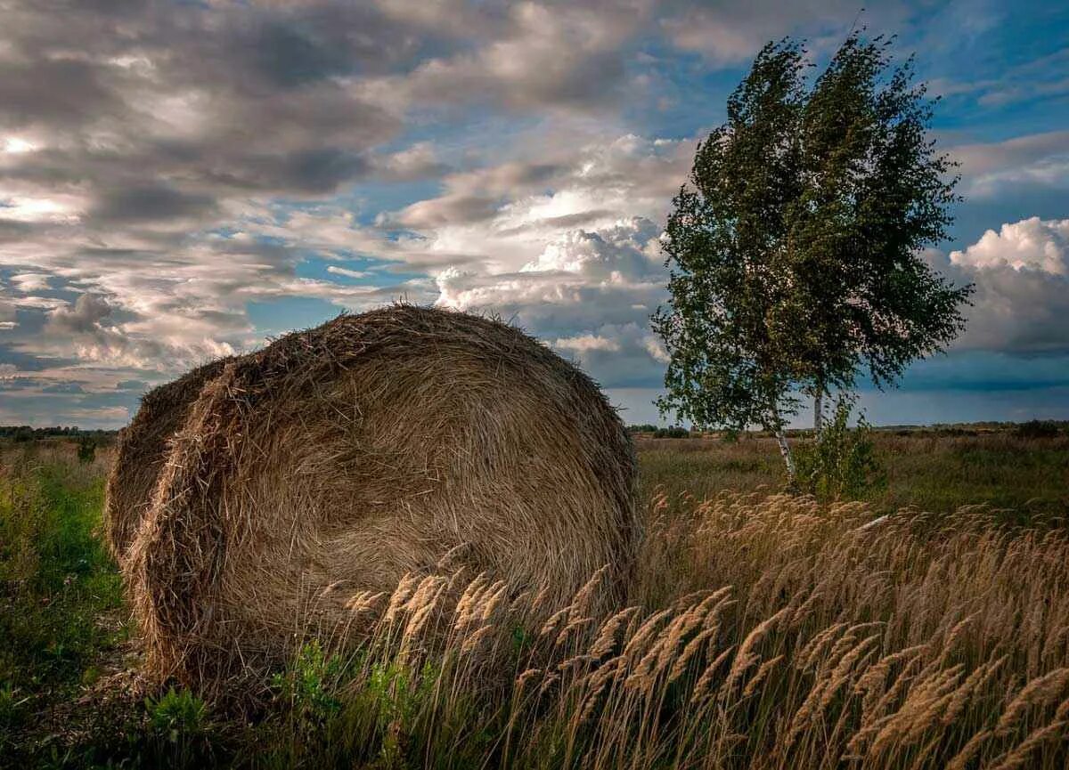 Скирда что это такое. Калязин. скирда. стог.. хлебная скирда. скирда соломы. скирда омёт копна.
