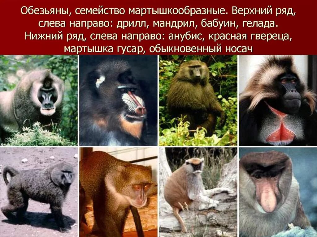 Приматы виды млекопитающих. Отряд млекопитающих приматы. отряд приматы представители. обезьяны представители. представители высших приматов.