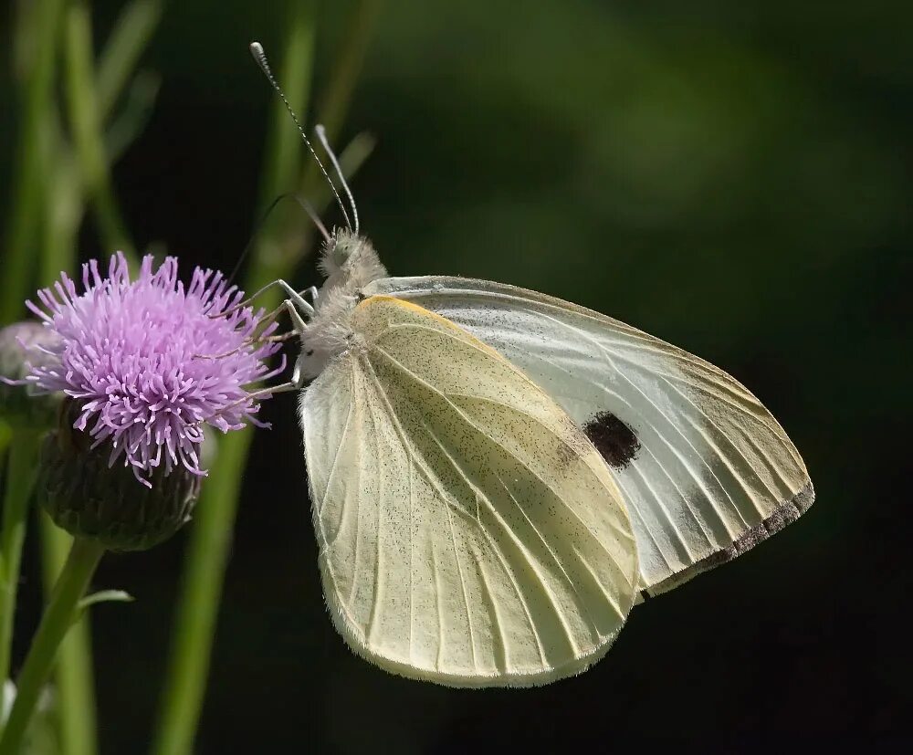 Гусеницы бабочки белянки. Pieris brassicae (Linnaeus, 1758). Pieris brassicae гусеница. Бабочка капустница. Гусеница бабочки капустницы.