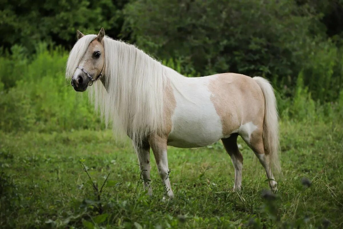 Pony фото. Шетлендский пони. Фалабелла пегая. Шетлендский пони и лошадь. Пони шетлендской породы.