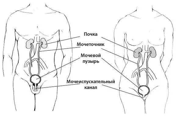 мышца детрузор мочевого пузыря. строение почки и мочеточника. у женщин мочевой пузырь располагается. анатомия человека мочевой пузырь у женщин. где расположен мочевой.