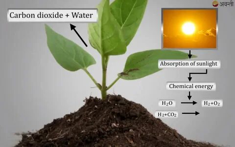 Plant class