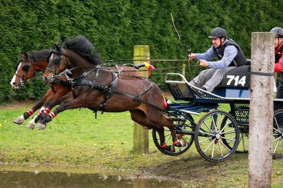 Driving horse. Конный драйвинг. Драйвинг конный спорт. Экипаж для пони. Драйвинг, или соревнования конных упряжек.