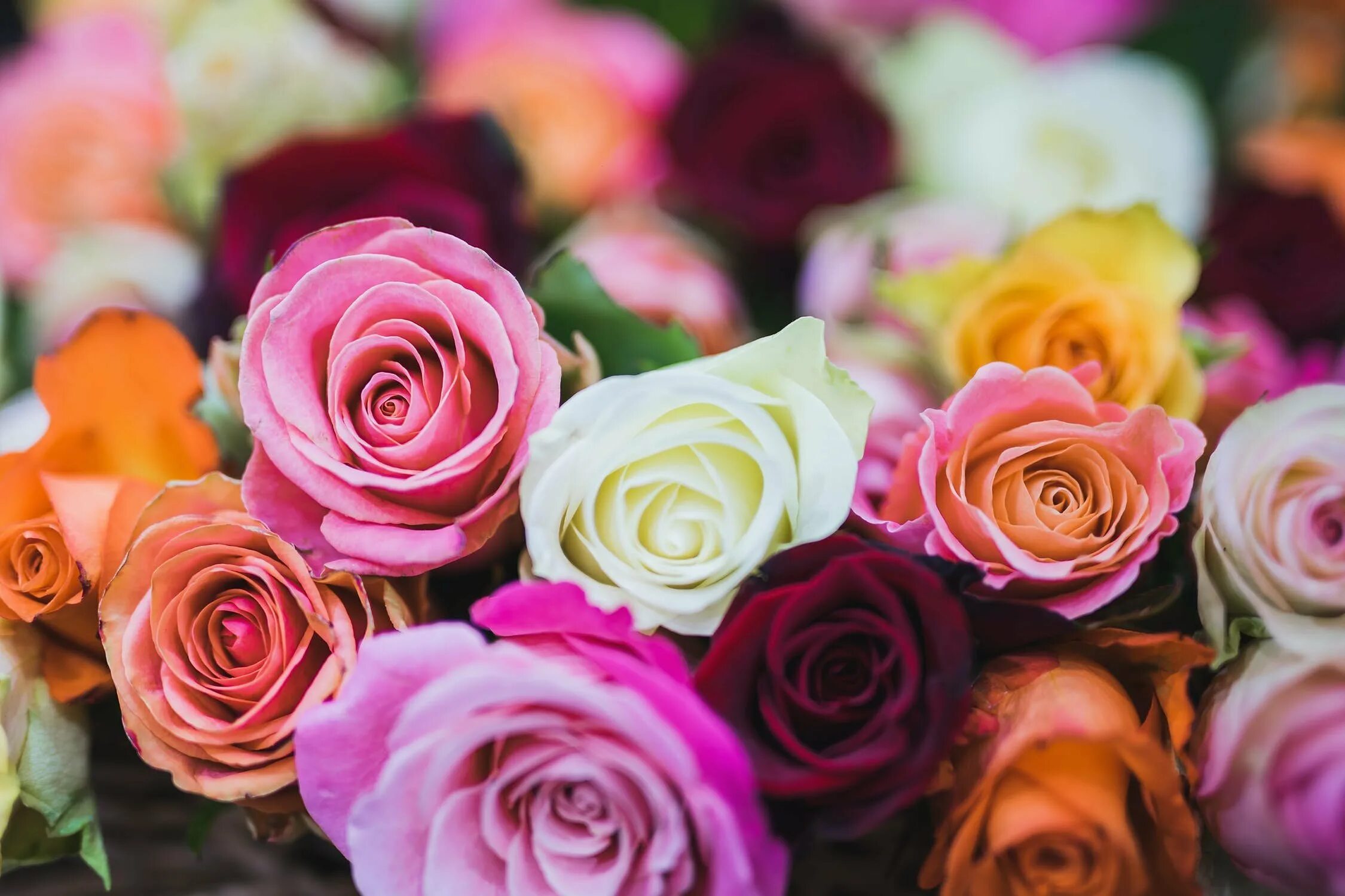 Цветные розочки. Разноцветные розы. Яркие розы. Разноцветные цветочки.