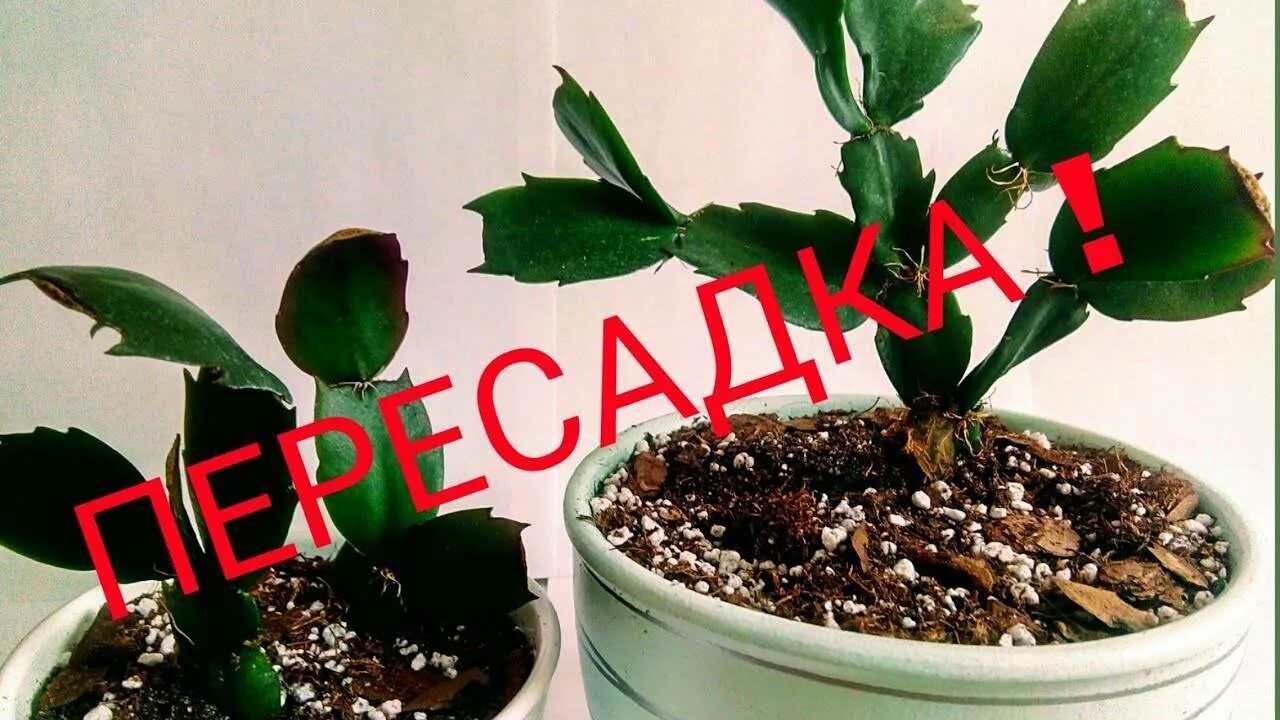 Зигокактус в горшке. Готовая почва для декабриста. Шлюмбергера росток. Пересадка декабриста. Декабрист цветок грунт.