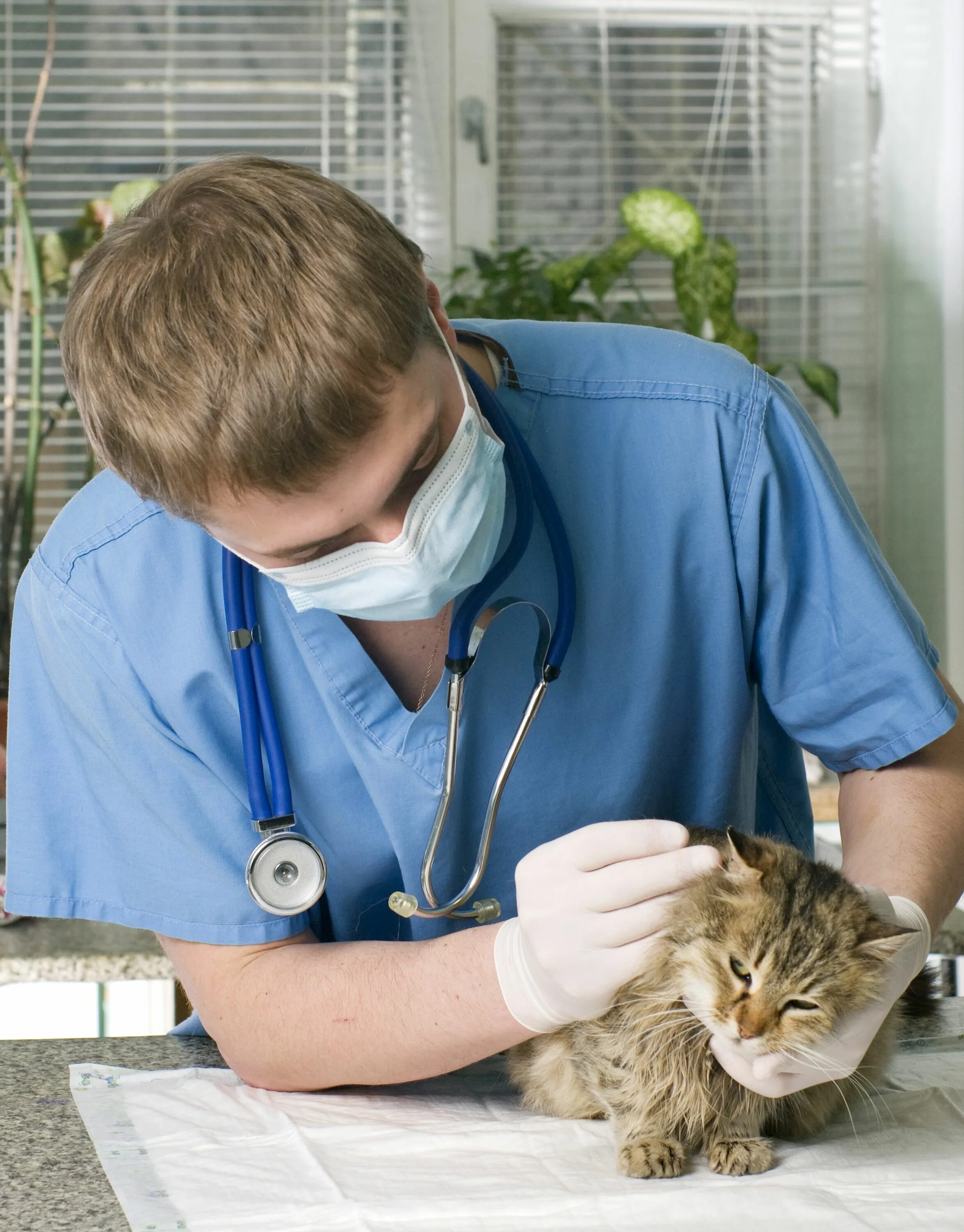 Еремин хирург ветеринар. Профессиональная деформация ветеринара. Pet age