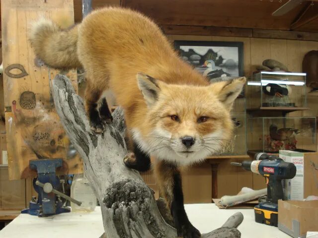 Чучело лисы. Чучела леса. Койот и лиса. Чучело фазана таксидермия. Чучело лисы таксидермия.