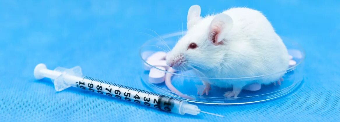 Доклинические исследования на животных. Доклинические исследования лекарственных средств на животных. Доклинические испытания. Лабораторные мыши.
