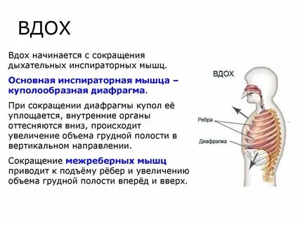 При выдохе с левой стороны