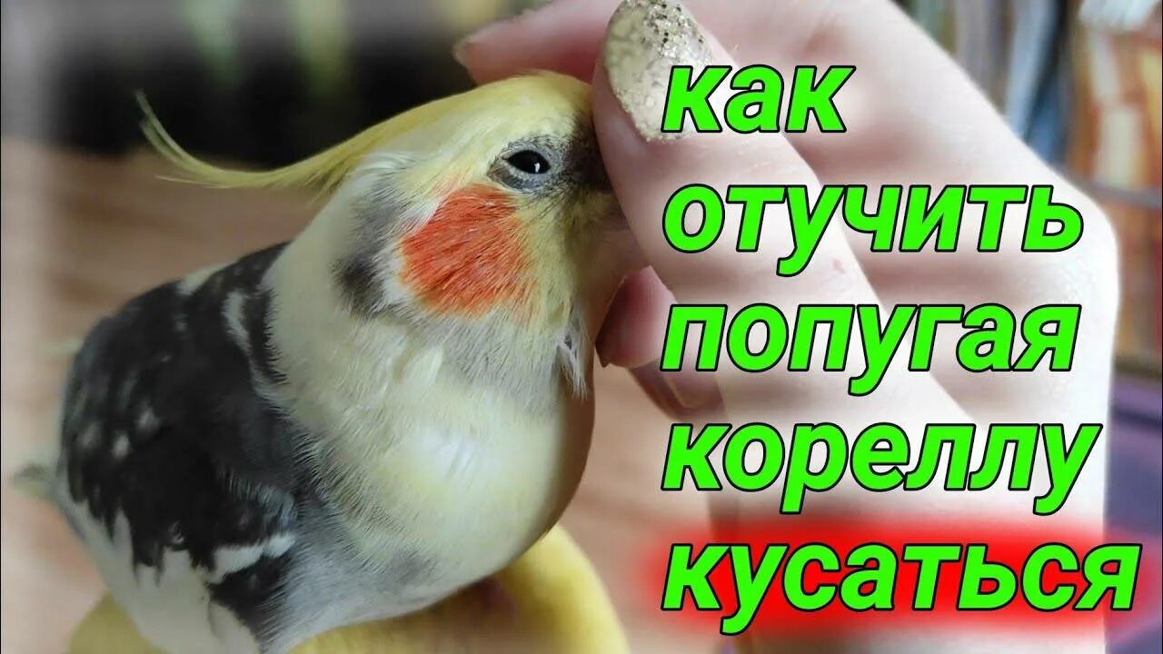 Как отучить попугая кусаться. Как отучить попугая кусаться кореллу. как отучить попугая кусаться корелла. корелла кусается как отучить. как отучить попугая кусаться волнистик.