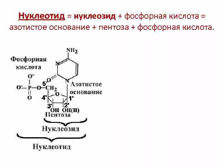 Гуаниновый нуклеотид. Нуклеотид нуклеозид и фосфорная кислота. Отличие нуклеотида от нуклеозида. Нуклеозид плюс фосфорная кислота. Общая структура нуклеозидов.