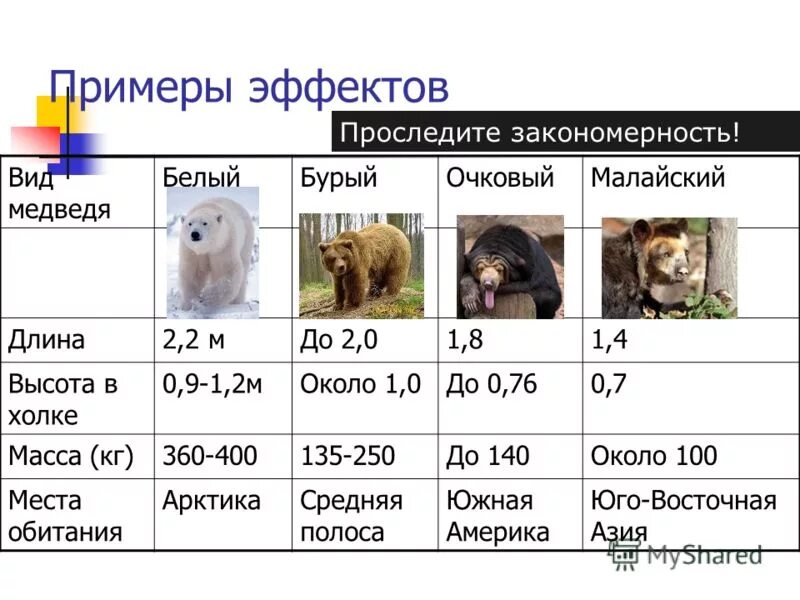 факты о буром медведе. размеры медведей. медведь кадьяк и белый медведь. какая длина у медведя. длина бурого медведя.