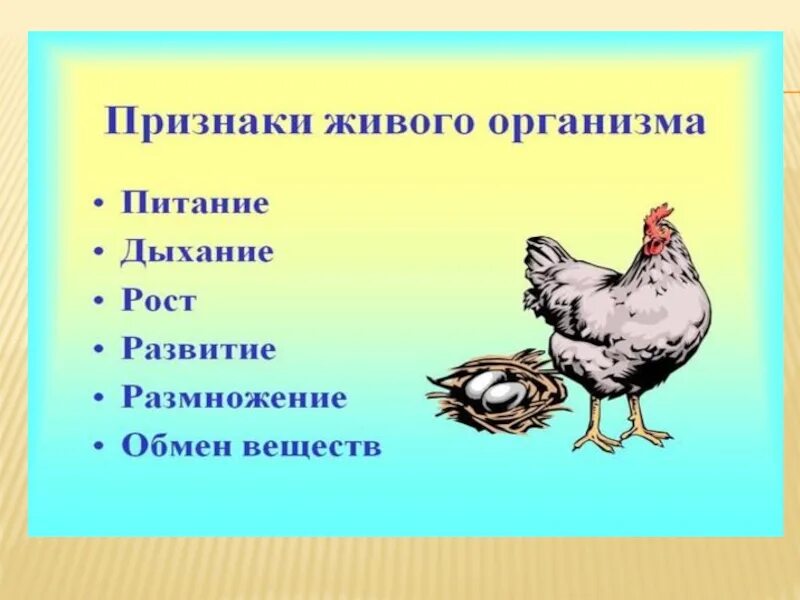 Каковы признаки живого ответ. Признаки живых организмов питание. Признаки живого. Признаки живых существ. Признаки живой природы.