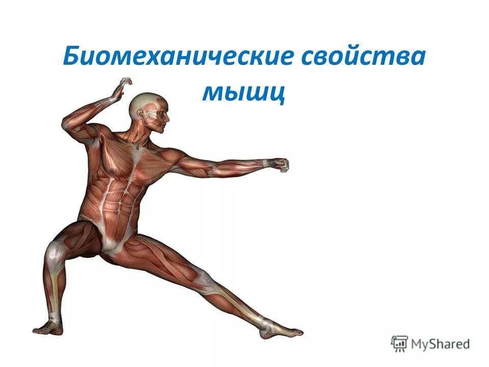 Способность мышцы. Биомеханические свойства мышц. Сократительная способность мышц. Механические свойства мышц биомеханика. Биомеханические свойства мышц биомеханика.