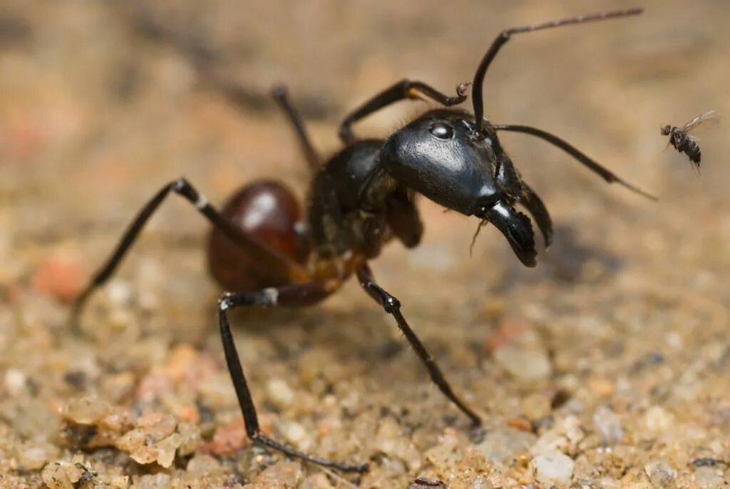 Iridomyrmex bicknelli. Муравьи dinoponera gigantea. Формика руфа самец. Какой самый термостойкий муравей. Какой самый термостойкий муравей.