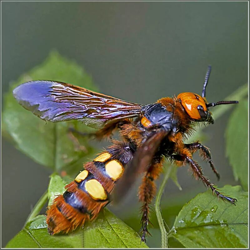 Насекомые похожие на пчел. Оса Сколия гигантская. Пчела Сколия гигантская. Оса Сколия и Шершень. Сколия желтолобая.