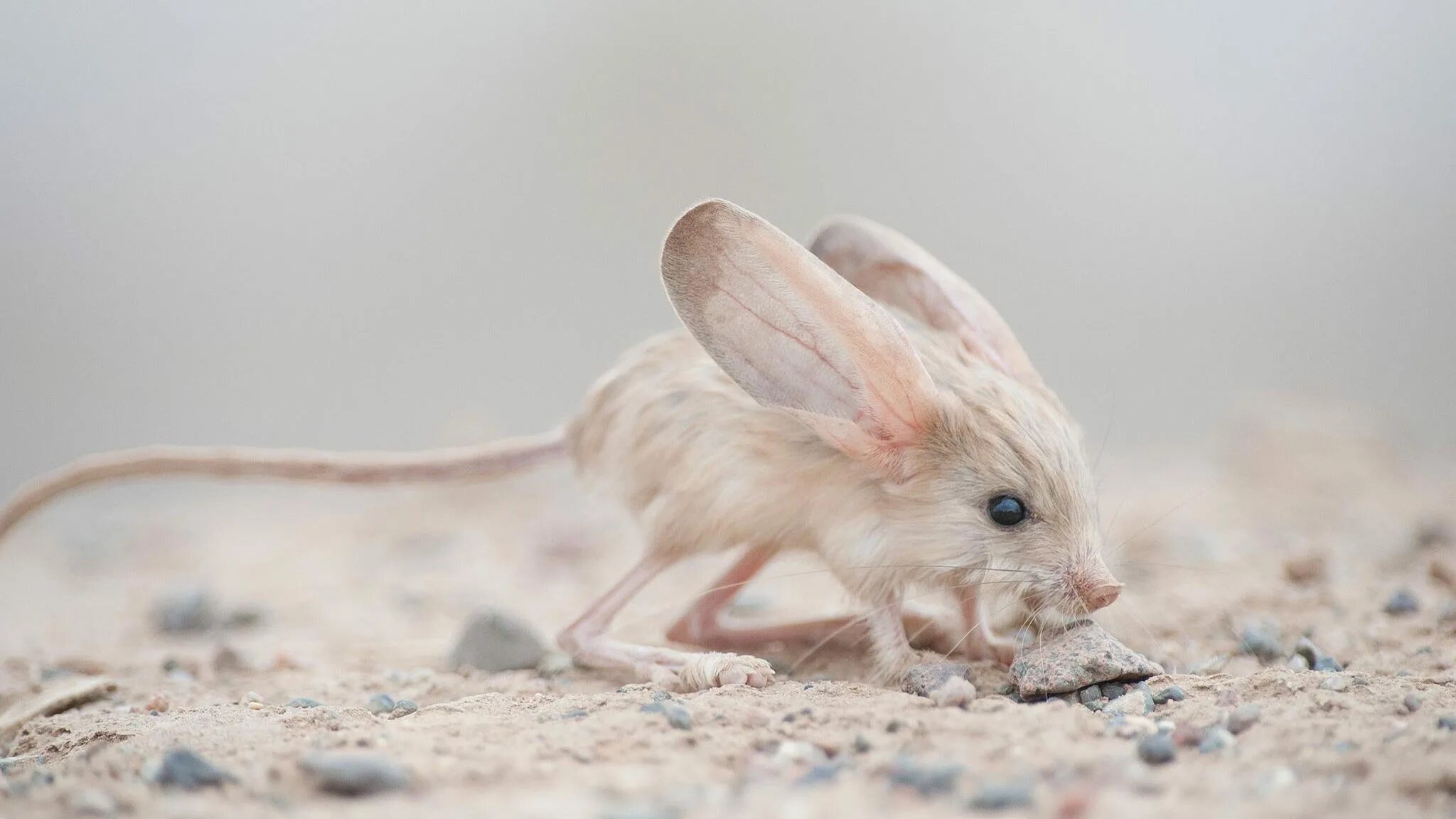 Пустынные тушканчики. Египетский тушканчик. Плодит он ушастых грызунов 10 букв. Вселенная 25 загранные мыши. Большеухая пищуха.