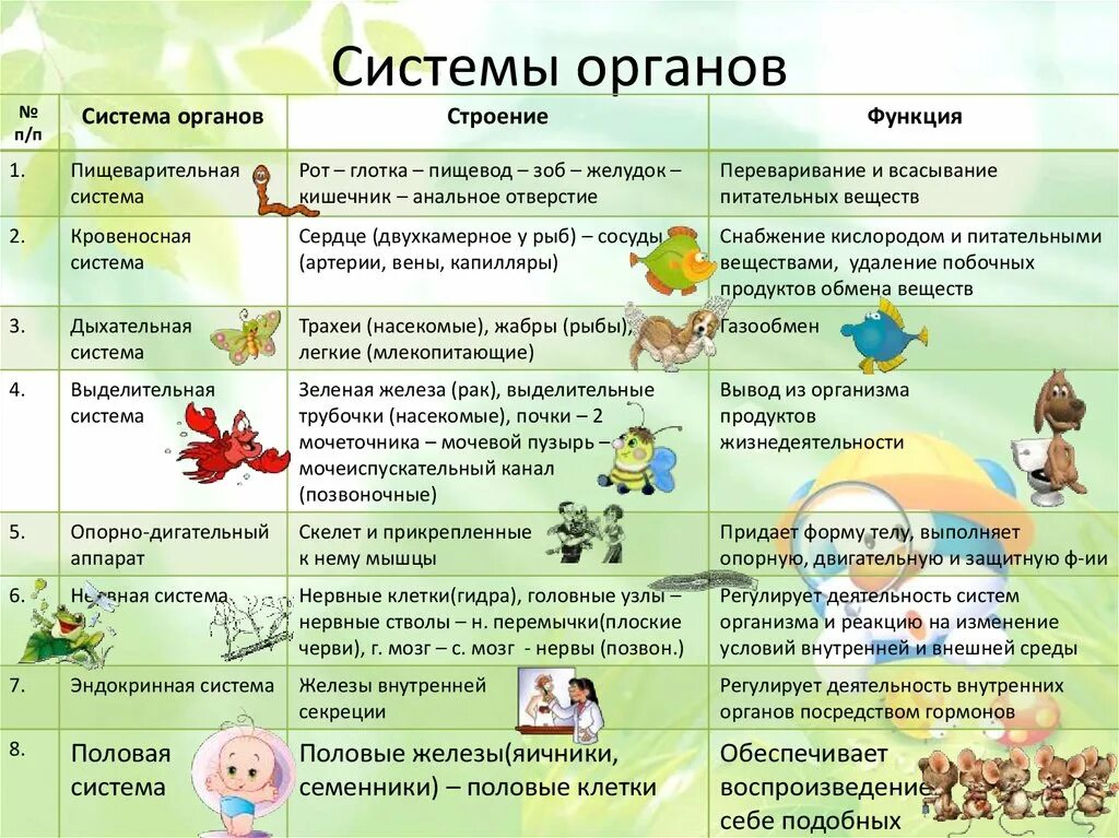 Системы органов животных и их значение. Таблица по биологии система органов органы функции. таблица система органов животных 6 класс биология. таблица по биологии строение и функции систем органов животных. таблица по биологии 6 класс система органов органы и функции.