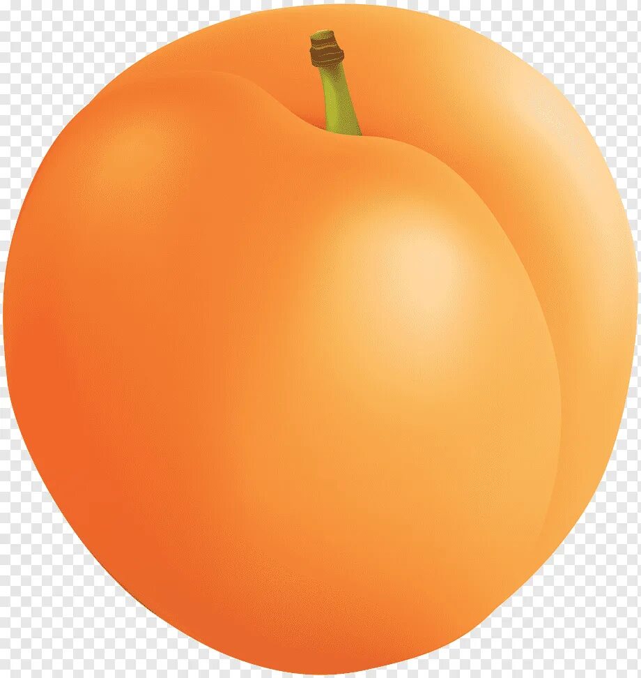 Абрикос и нектарин. Абрикос на прозрачном фоне. Картинка для детей абрикос на прозрачном фоне. Фрукты абрикос. Картинка для детей абрикос на прозрачном фоне.