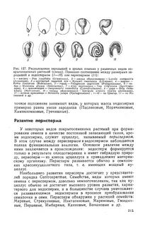 Ткани семян